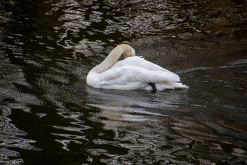 A trumpeter swan swimming in a rive