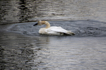 A trumpeter swan swimming in a rive
