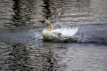A trumpeter swan swimming in a rive
