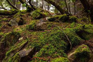 Background and texture of stones, moss and branches in the forest. Beautiful forest moss.