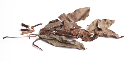 'Kacip Fatimah' (Labisia pumila) is a rainforest leafy herbs plant contain medicinal substances traditionally used for enhancing women vaginal muscles and libido.