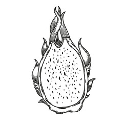 Pitaya Sketch. Dragon fruit hand drawing. Pitaya dragon fruit graphic black white isolated sketch illustration vector