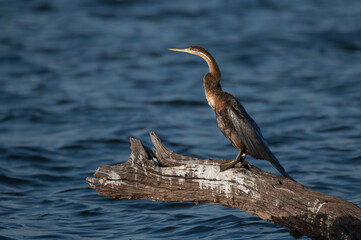 African Darter poised on a dry branch above the water 