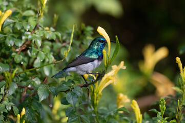 White bellied sunbird feeding on nectar
