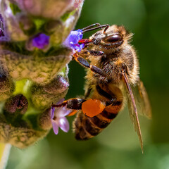 Afican honeybee feeding on a lavender bush.