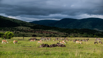 Peaceful African open plains scene of wild animal herds grazing and resting 