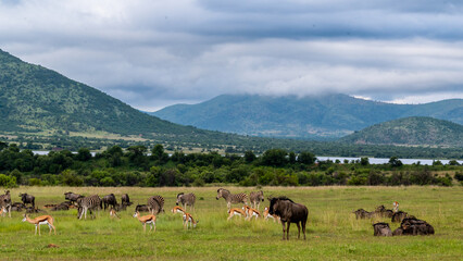 Peaceful scene of African plains game resting and feeding in the open savannah