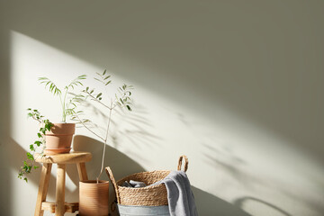 Naklejka na ściany i meble A fresh plant with the morning sun shining through, my happy home