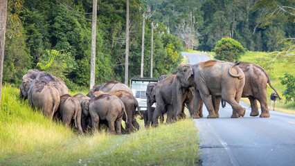 Wild elephants walking from green grass field and crossing the road in Khao yai national park.