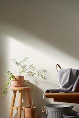 A fresh plant with the morning sun shining through, my happy home