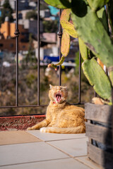 Cute ginger cat resting on the balcony.
