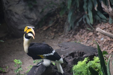 yellow billed hornbill © Upasana