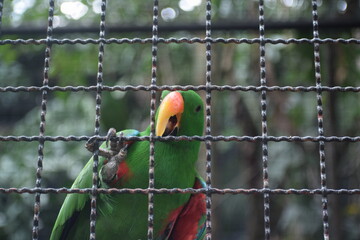 parrot on a fence