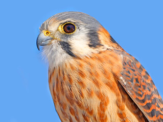 Closeup of an American Kestrel, Laval, Canada