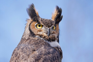 Great-horned Owl portrait with sky blue background, Quebec, Canada