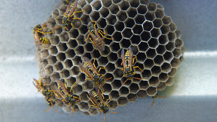 Nest of the common wasp Vespula vulgaris. Colony of wasps in a hive. Close-up. Inside the hexagonal...