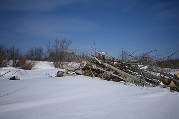 Winter day, frozen lake. Dry branches. Frost. The outskirts of the city.