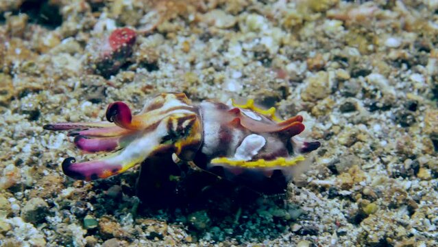 Amusingly toxic cuttlefish vibrant Metasepia pfefferi has been given various nicknames such as painted, bright, or fiery cuttlefish and is one of most remarkable mollusks in aquatic realm.
