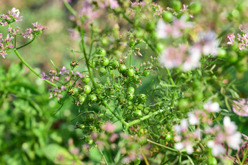 Green coriander seed and flowers on a garden
