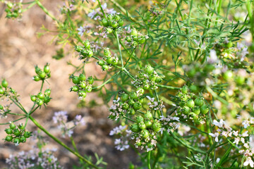 Green coriander seed and flowers on a garden