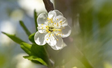 Flowers on a plum tree in spring.