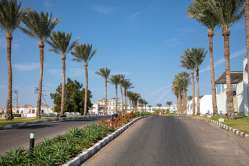 Fototapeta premium Asphalt road with palm trees