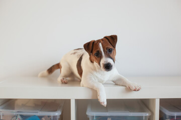 Puppy jack russell terrier lies and plays. White wall background. 