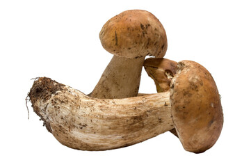 porcini mushroom on a isolated background