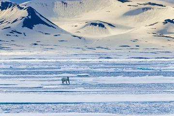 Fotobehang Ijsbeer Polar bear on the ice in a mountainous arctic landscape  © Lars Johansson
