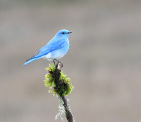 Mountain Bluebird