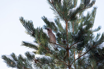 Common jay bird on a tree. Garrulus glandarius