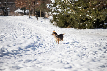 The dog is enjoying the view. Dog on the trail. Nice winter weather