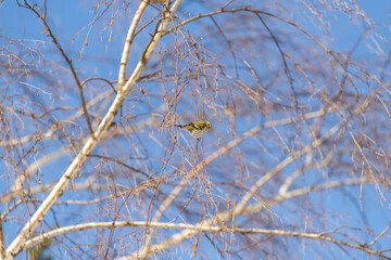 Bird in the tree eat seeds from birch buds. Spinus spinus