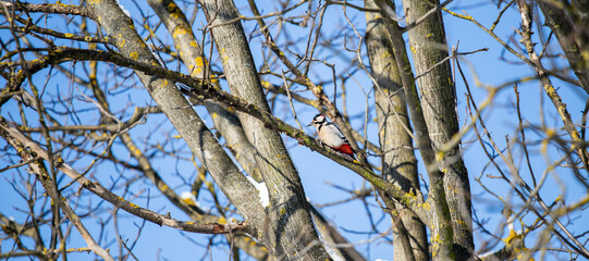 Woodpecker on tree. Dendrocopos major