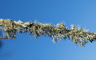 A close-up of a twig with lichens