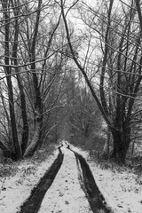 A track through the snow at the edge of the forest