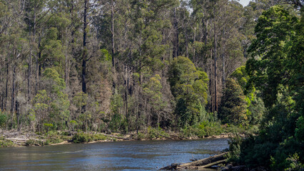 Fototapeta na wymiar Forest on the banks of the Huon River, Huon Valley, Tasmania, Australia