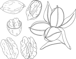 Pecan. Vector hand drawn nuts. Coloring pages with different sort of nuns.