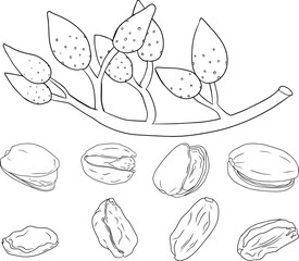 Pistachio. Vector hand drawn nuts. Coloring pages with different sort of nuns.