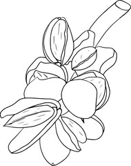 Almond. Vector hand drawn nuts. Coloring pages with different sort of nuns.