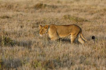 lion walking on the savannah
