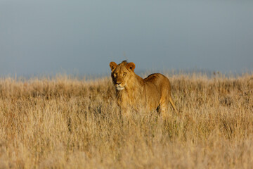 Fototapeta na wymiar lion walking on the savannah