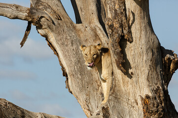 lion in a tree