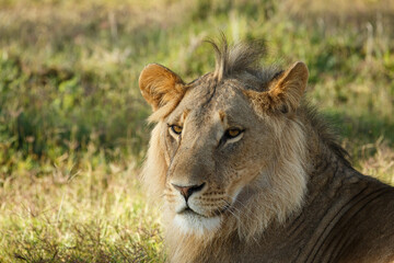 Obraz na płótnie Canvas close-up of a lion