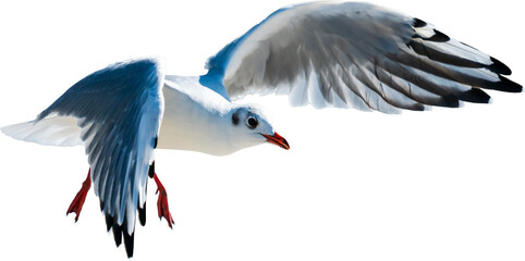 Isolated flying seagull png file