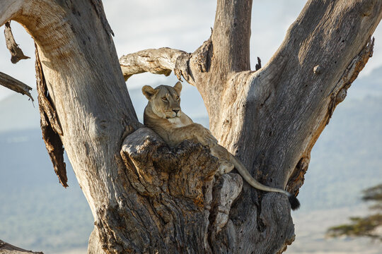 lion in a tree