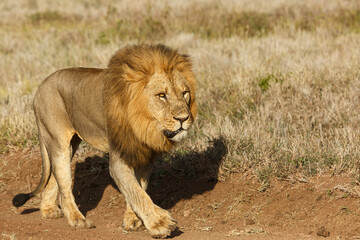 lion ob the savannah