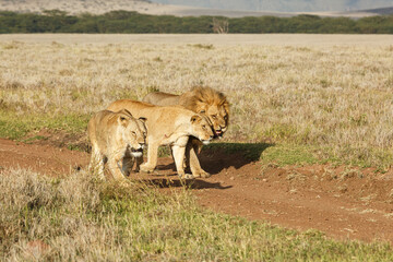 lion walking on the savannah