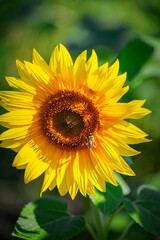 Sunflower on a green background