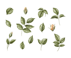 Floral set with vintage green leaves foliage and rosebud flowers roses isolated on white background. Watercolor hand drawn illustration sketch